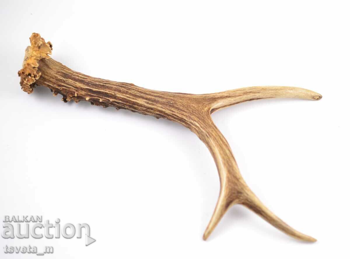 Antler