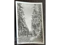 4593 Bulgaria stațiunea Borovets iarna Cham Koria anii 1950