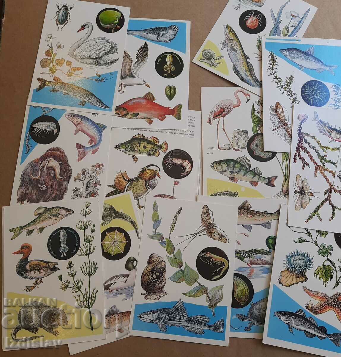 Set of "By the Sea" cards from 1985. with price 35.00 BGN | € 17.90 Set of "By the Sea" cards from 1985. with price 35.00 BGN | € 17.90