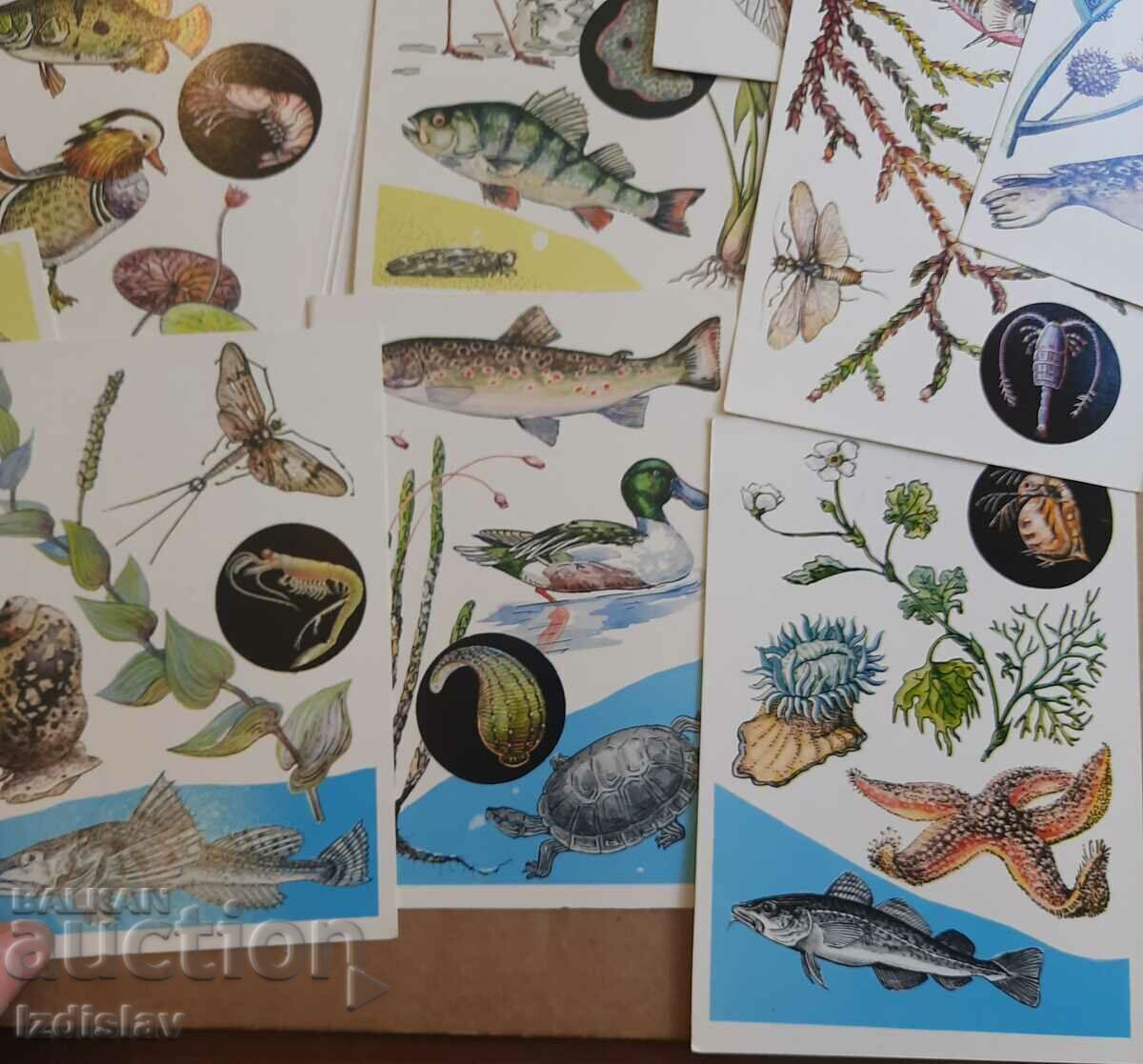 Delivery of Set of "By the Sea" cards from 1985. Delivery of Set of "By the Sea" cards from 1985.