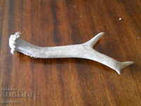 Roe deer horn