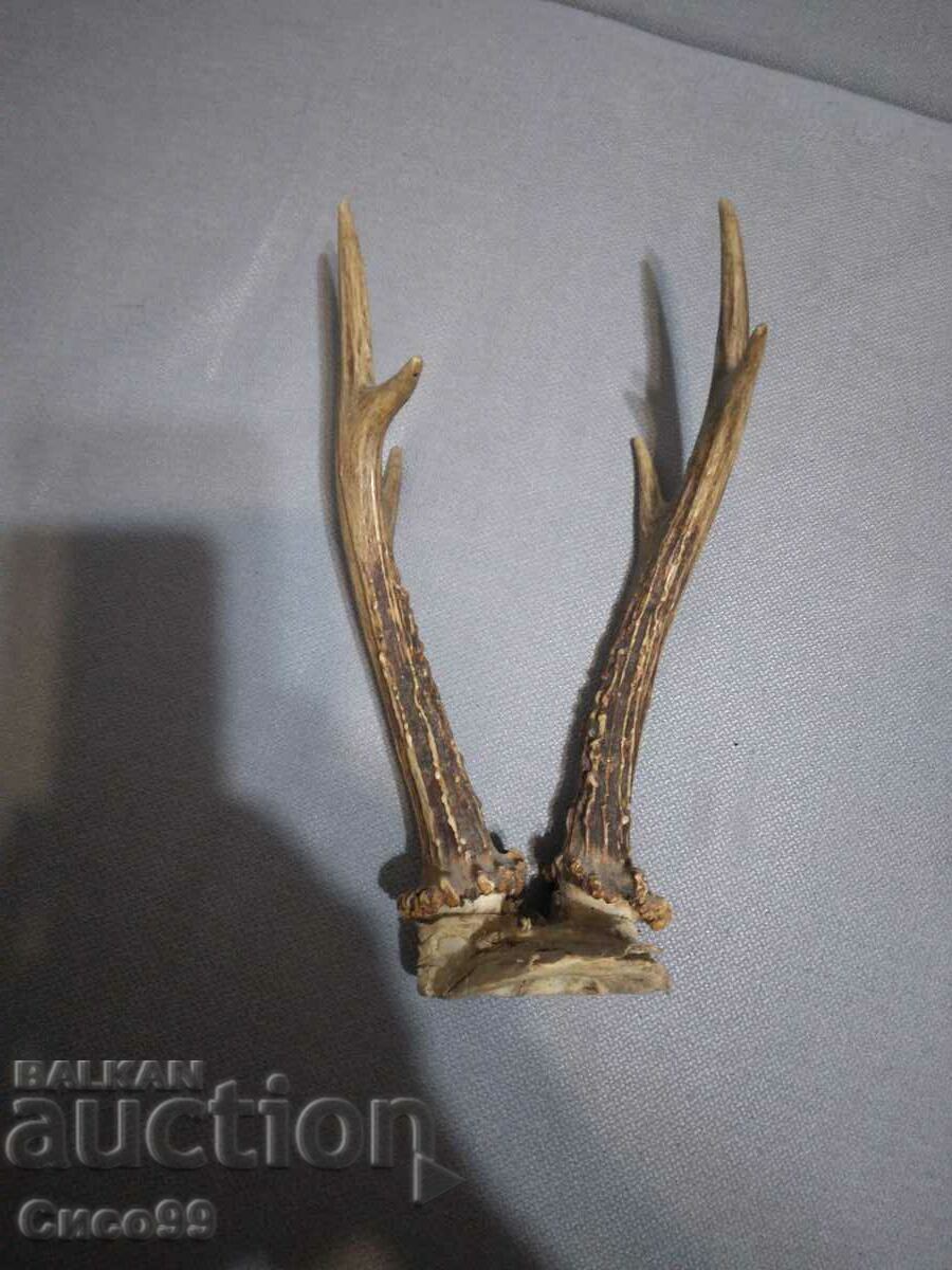 An old roe deer trophy