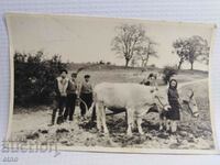 OLD PHOTO - AGRICULTURE, PLOW, OX, PLOW