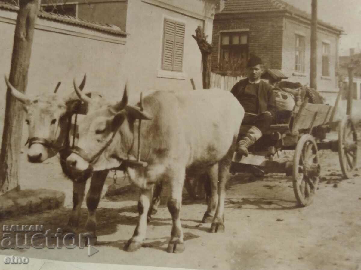 1940 г.СТАРА СНИМКА - ЗЕМЕДЕЛИЕ,КАРУЦА,ВОЛ,