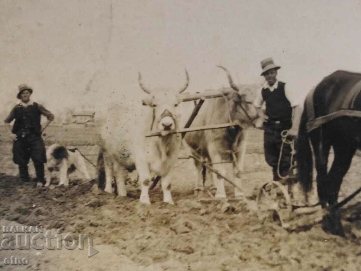 ROYAL PHOTO - AGRICULTURE, PLOW, OX, WAGON with price 10.00 BGN | € 5.11 ROYAL PHOTO - AGRICULTURE, PLOW, OX, WAGON with price 10.00 BGN | € 5.11