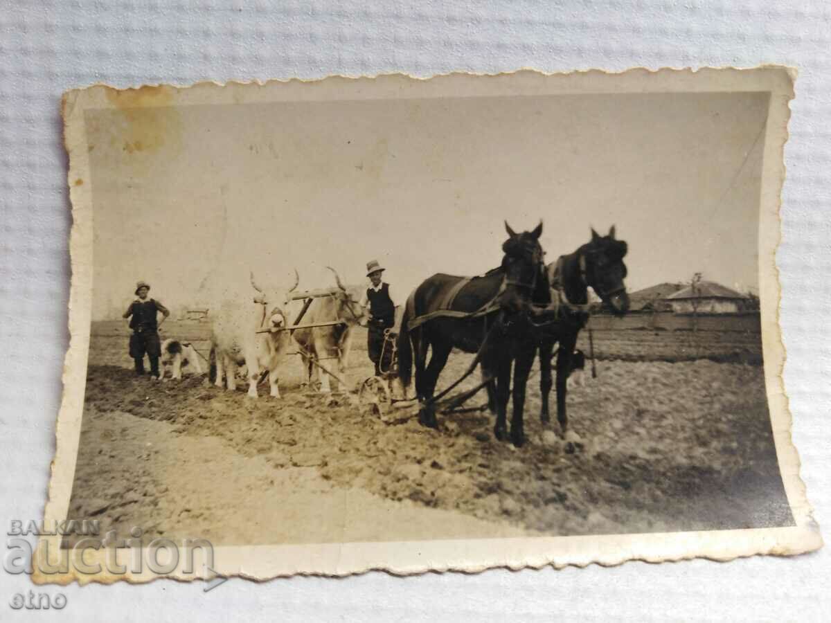 Auction ROYAL PHOTO - AGRICULTURE, PLOW, OX, WAGON Auction ROYAL PHOTO - AGRICULTURE, PLOW, OX, WAGON