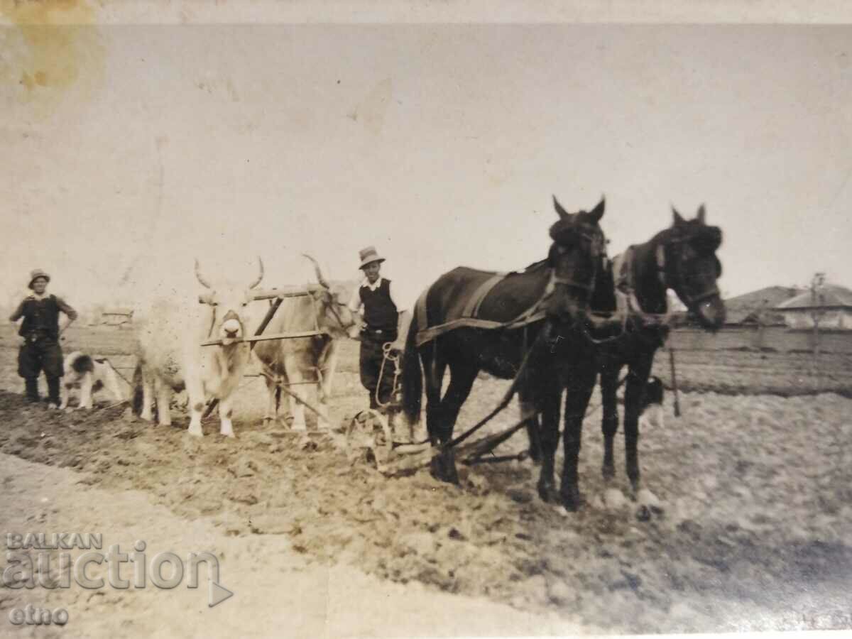 ROYAL PHOTO - AGRICULTURE, PLOW, OX, WAGON