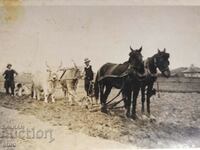 ROYAL PHOTO - AGRICULTURE, PLOW, OX, WAGON