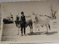 ROYAL PHOTO - AGRICULTURE, PLOW, OX, WAGON