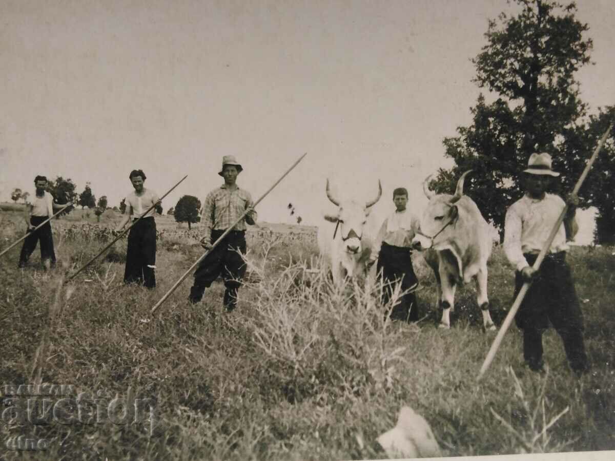 1940 ROYAL PHOTO - AGRICULTURE, PLOW, OX, WAGON with price 10.00 BGN | € 5.11