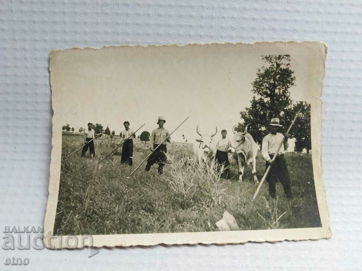Auction  1940 ROYAL PHOTO - AGRICULTURE, PLOW, OX, WAGON