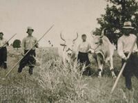 1940 ROYAL PHOTO - AGRICULTURE, PLOW, OX, WAGON