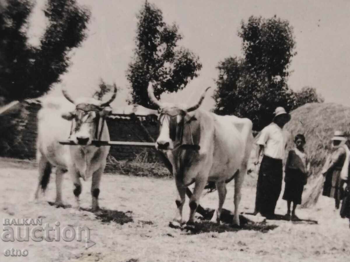 ROYAL PHOTO - AGRICULTURE, PLOW, OX, WAGON with price 10.00 BGN | € 5.11 ROYAL PHOTO - AGRICULTURE, PLOW, OX, WAGON with price 10.00 BGN | € 5.11