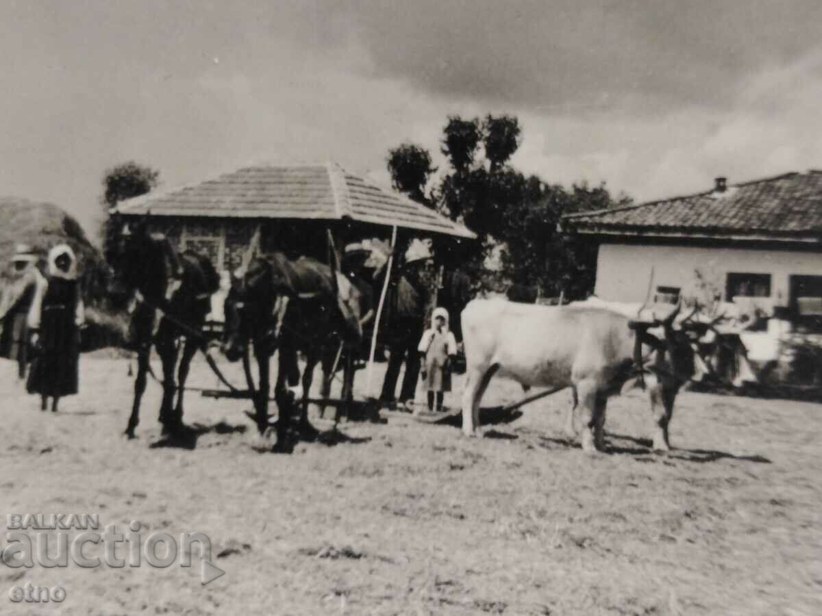 Auction ROYAL PHOTO - AGRICULTURE, PLOW, OX, WAGON Auction ROYAL PHOTO - AGRICULTURE, PLOW, OX, WAGON