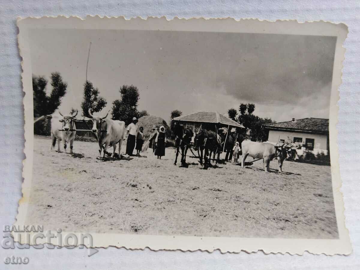 Delivery of ROYAL PHOTO - AGRICULTURE, PLOW, OX, WAGON Delivery of ROYAL PHOTO - AGRICULTURE, PLOW, OX, WAGON