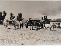 ROYAL PHOTO - AGRICULTURE, PLOW, OX, WAGON