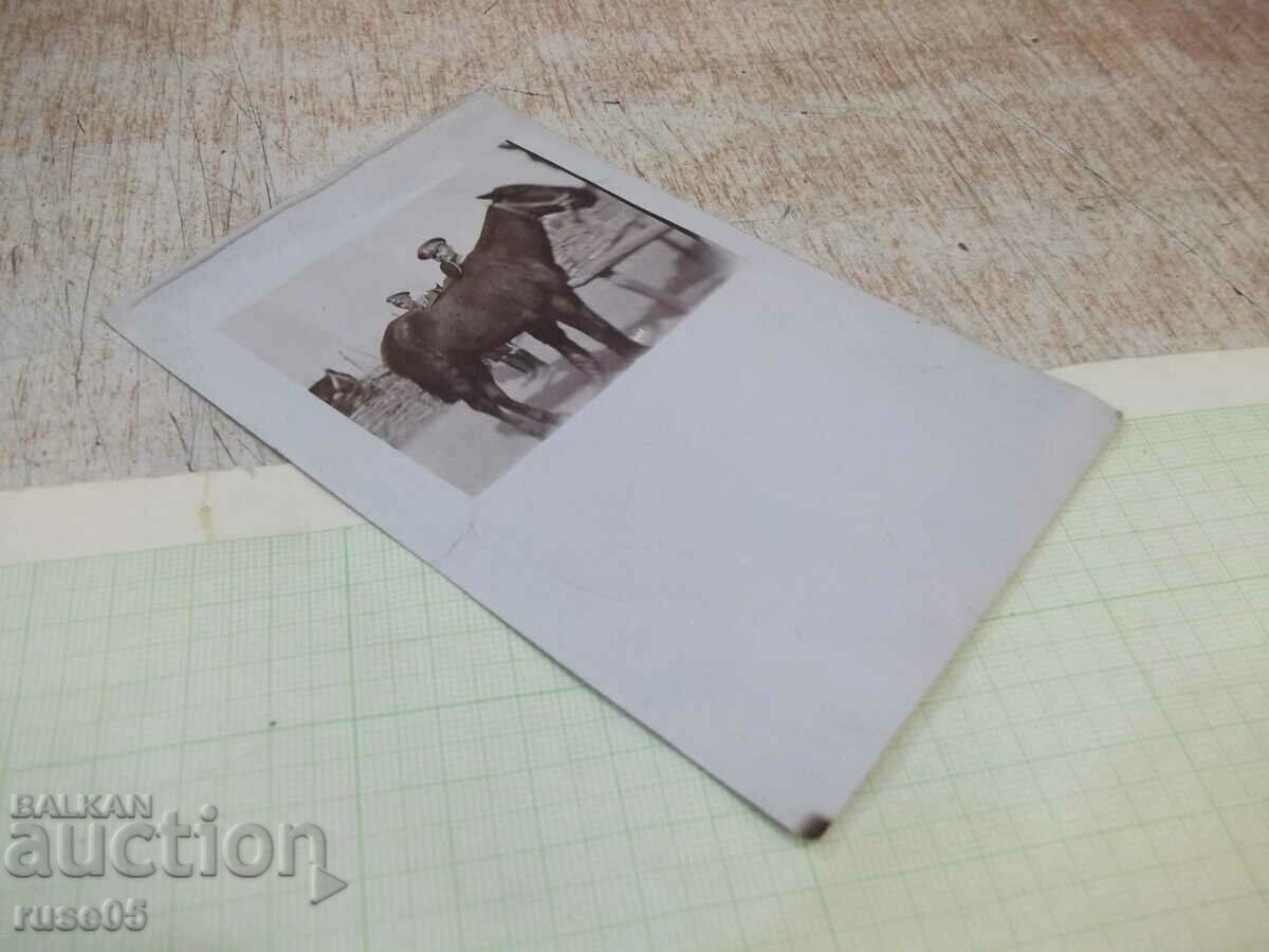 Auction Old photo of two soldiers with a horse Auction Old photo of two soldiers with a horse