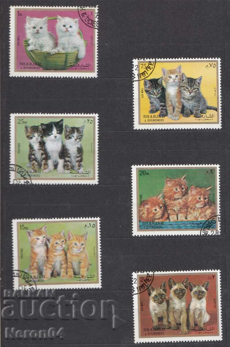 Domestic cats 1972, Sharjah