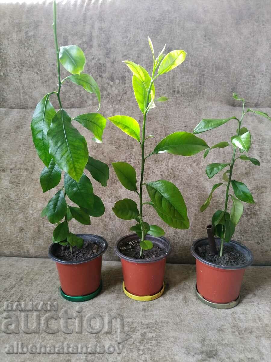 Young tangerine tree fresh citrus plant