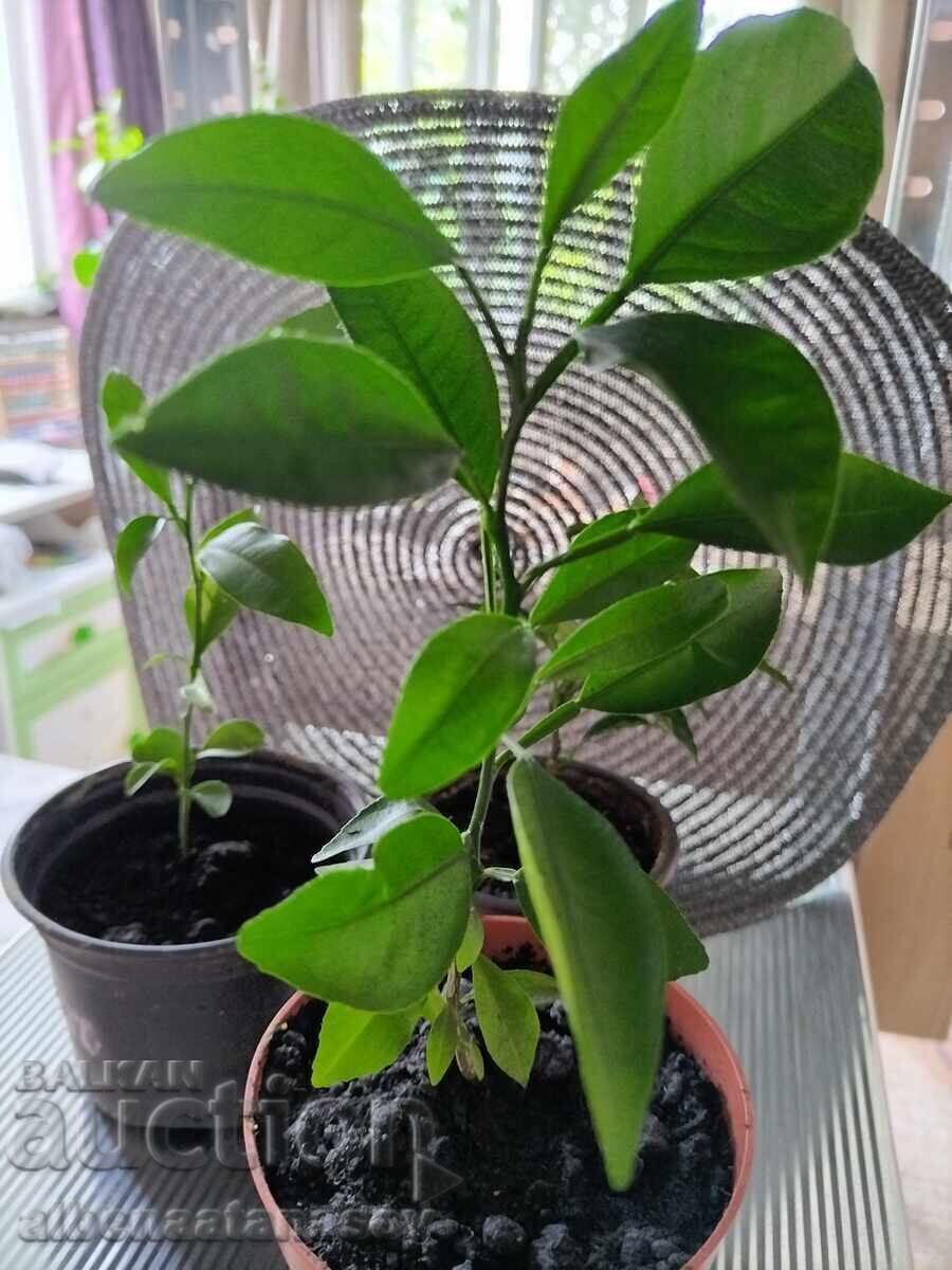 Tânăr pom de mandarin de 2 ani pentru o casă proaspătă cu citrice Tânăr pom de mandarin de 2 ani pentru o casă proaspătă cu citrice