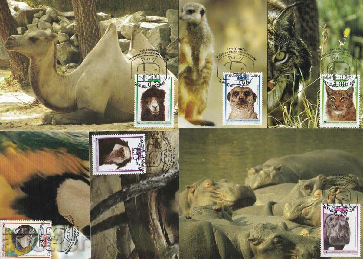 Cards maximum 2008 Sofia Zoo 6 pcs.