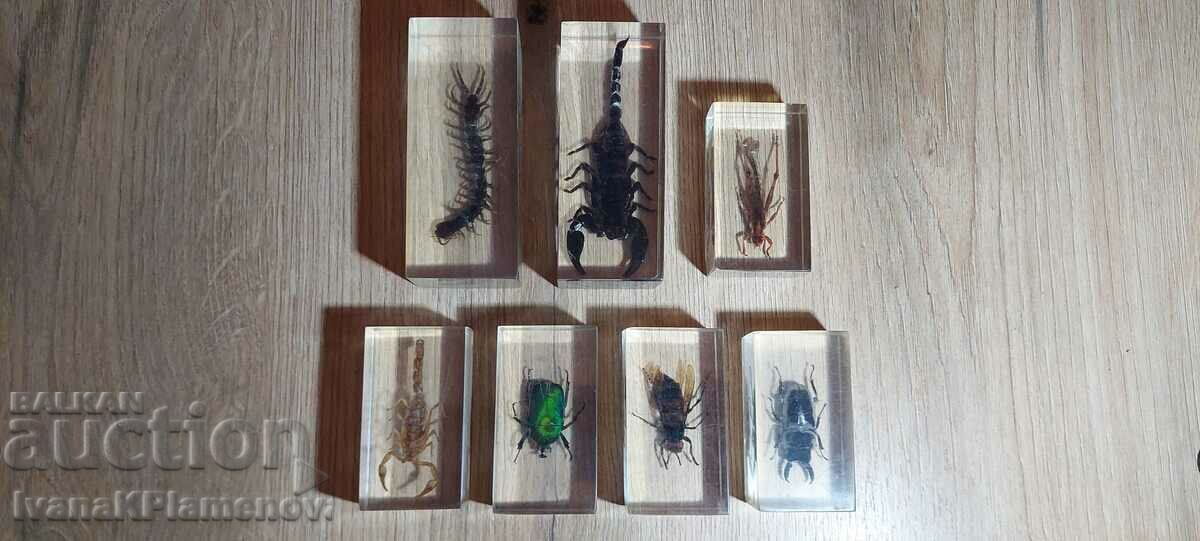 Insects prepared for collectors