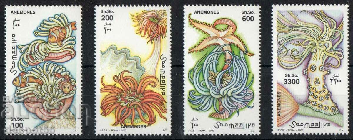 2000. Somalia. Coelenterates - Aquatic invertebrates.