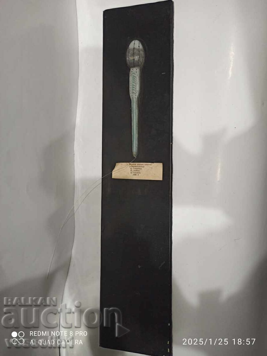 Old sign, educational board - device of SPERMATOZOID 50cm/ Old sign, educational board - device of SPERMATOZOID 50cm/