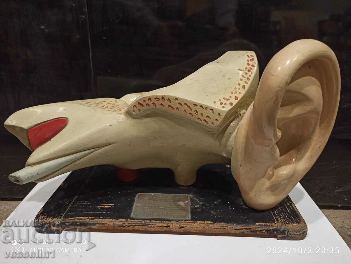 Model of the human ear. Three-dimensional educational model and registration