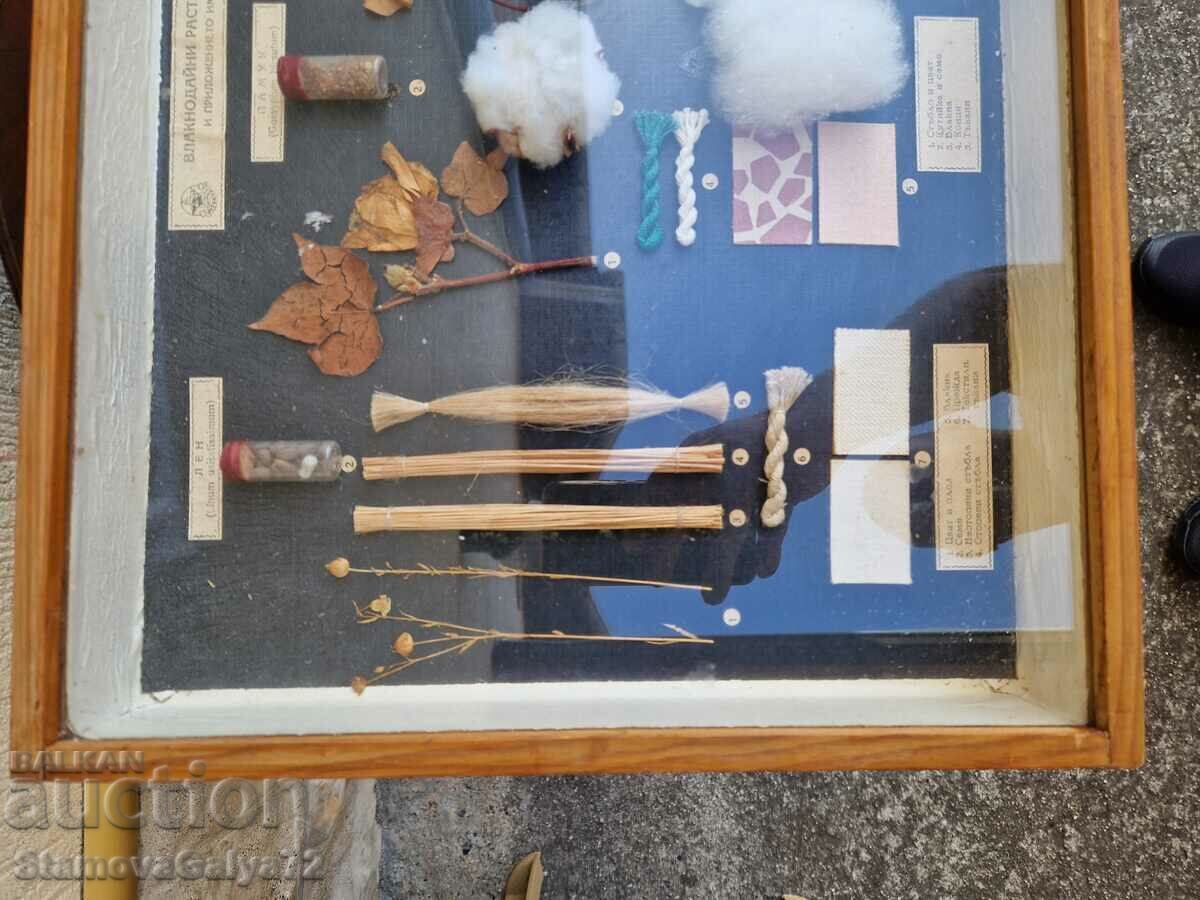 Auction  Great Antique Poster Board Fibrous Plants