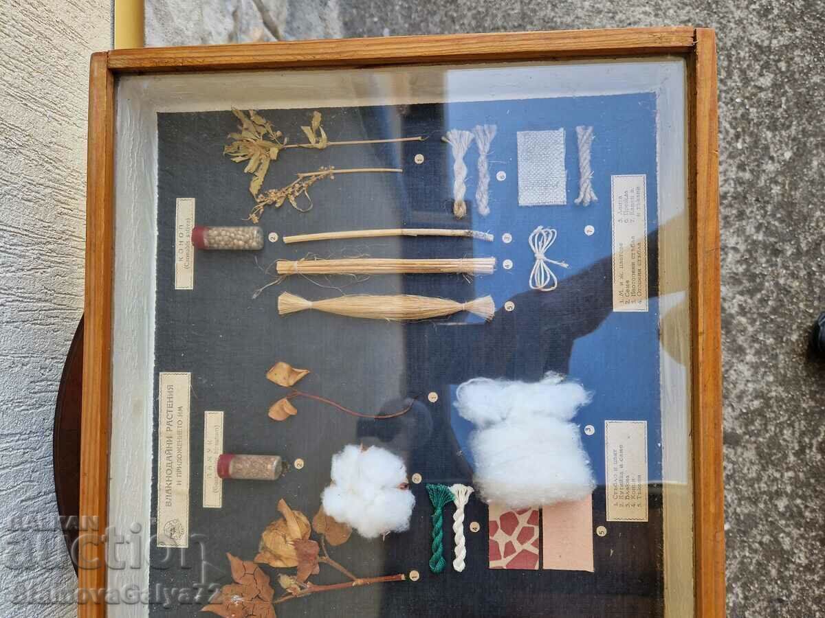 Delivery of Great Antique Poster Board Fibrous Plants