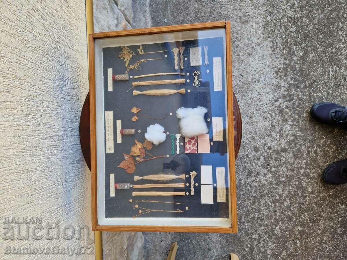 Great Antique Poster Board Fibrous Plants - 5