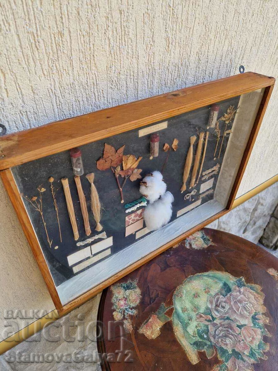 Great Antique Poster Board Fibrous Plants - 6