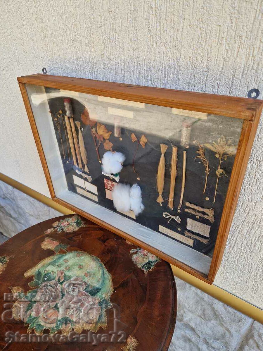 Great Antique Poster Board Fibrous Plants - 7