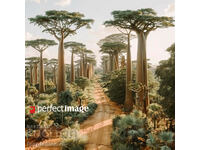 Baobab Forest. Image ® Studio Perfect Image Ltd.