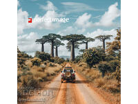 Baobab Forest. Image ® Studio Perfect Image Ltd.