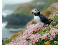 Puffin. Image ® Studio Perfect Image Ltd.