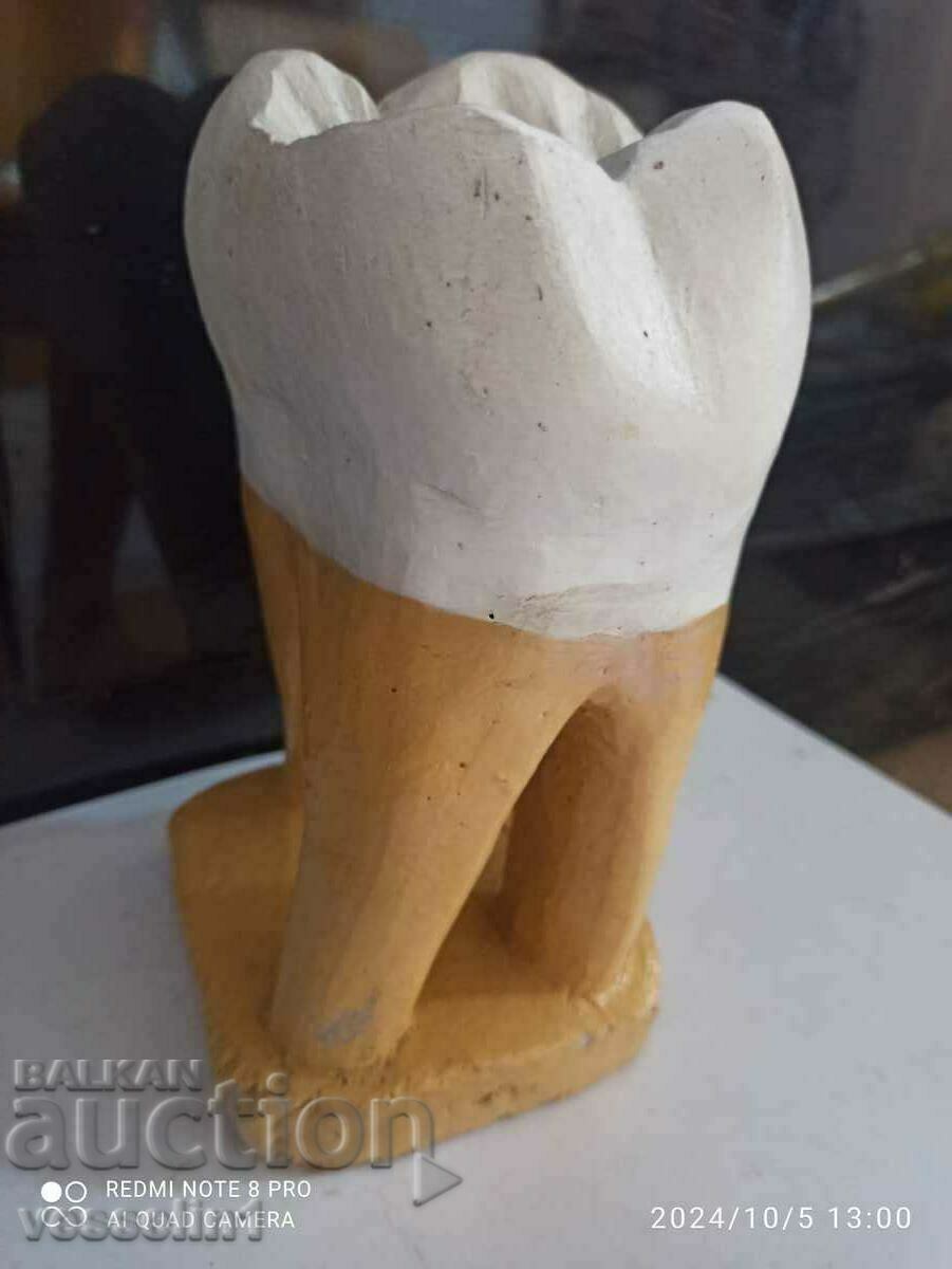 3D model of a tooth large 20/8cm teaching model from the time of the soca with price 77.00 BGN | € 39.37