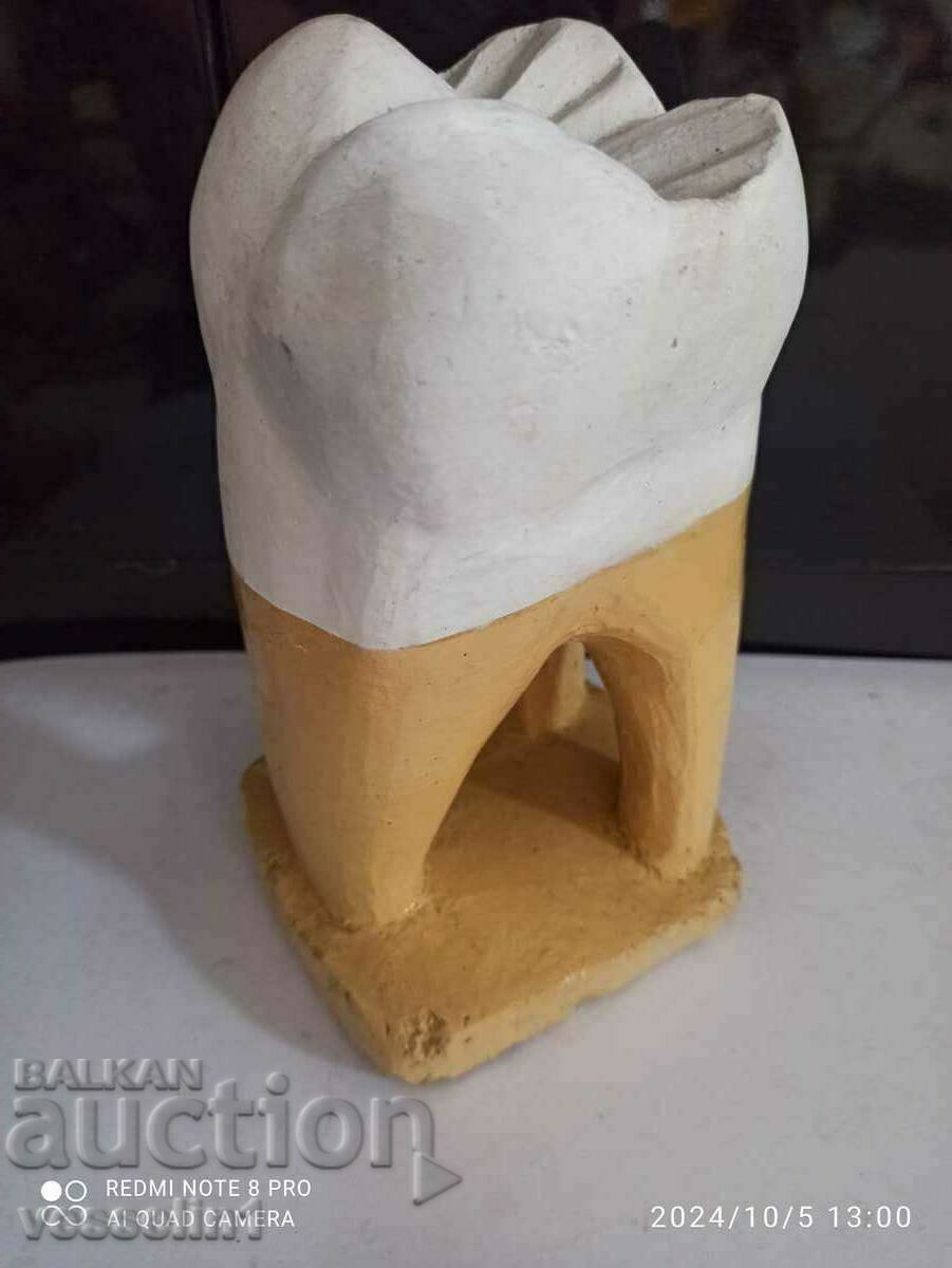 Auction  3D model of a tooth large 20/8cm teaching model from the time of the soca