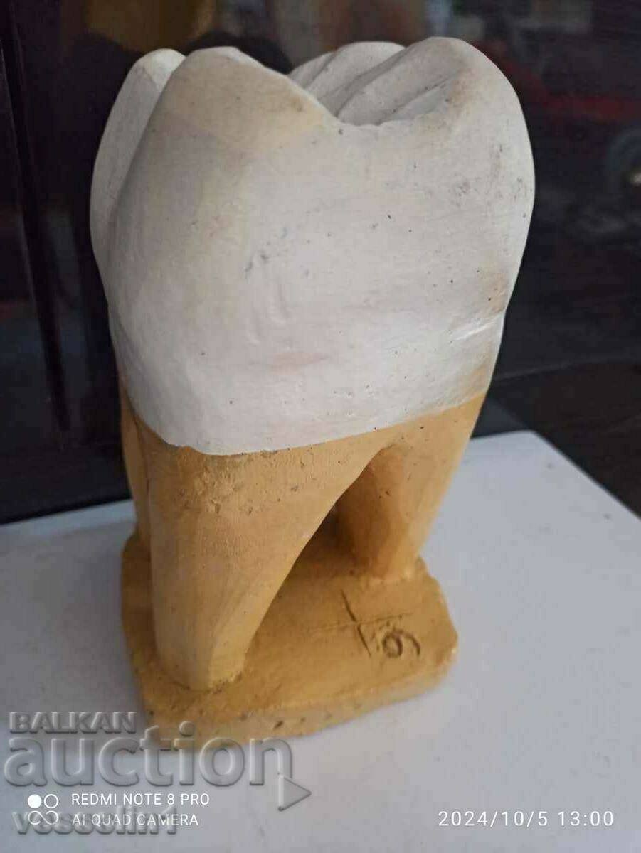 3D model of a tooth large 20/8cm teaching model from the time of the soca