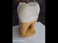 3D model of a tooth oleam 20/8cm teaching model from the time of the Sotsa