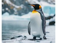 Pinguin. Image ® Studio Perfect Image Ltd.