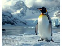 Pinguin. Image ® Studio Perfect Image Ltd.