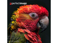 Parrot. Image ® Studio Perfect Image Ltd.