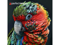 Parrot. Image ® Studio Perfect Image Ltd.