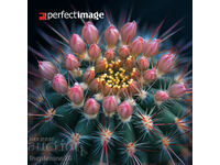 Cactus. Image ® Studio Perfect Image Ltd.