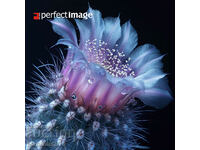 Cactus. Image ® Studio Perfect Image Ltd.