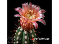 Cactus. Image ® Studio Perfect Image Ltd.