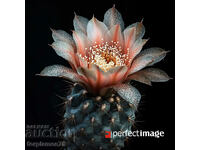 Cactus. Image ® Studio Perfect Image Ltd.