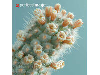 Cactus. Image ® Studio Perfect Image Ltd.